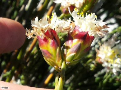 Lachnaea naviculifolia, photographed by Chris Vynbos