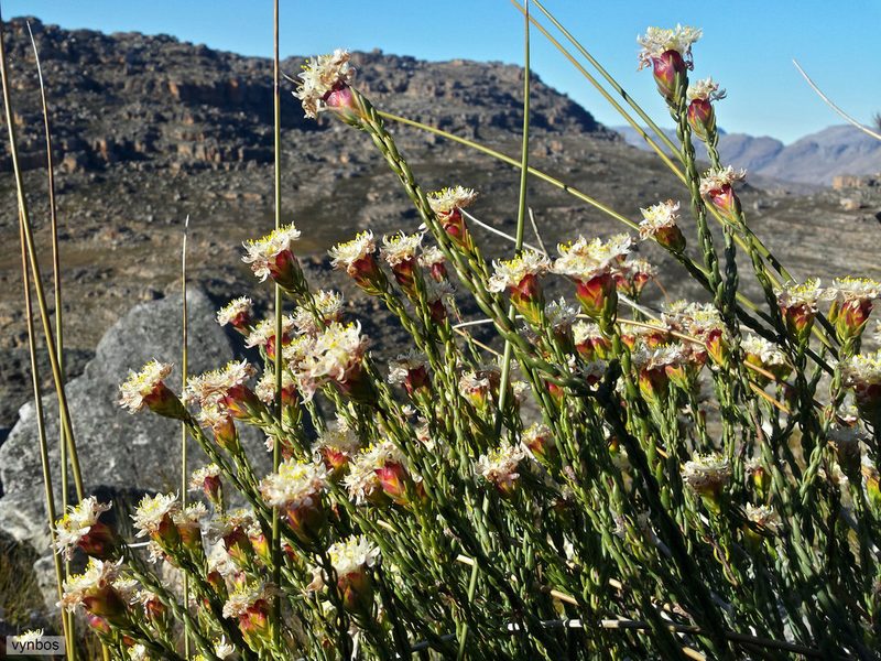 Lachnaea naviculifolia, photographed by Chris Vynbos