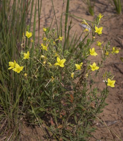 Oenothera clelandii, photographed by aarongunnar