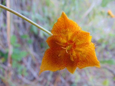 Calochortus barbatus, photographed by Israel Hernandez Aguilar