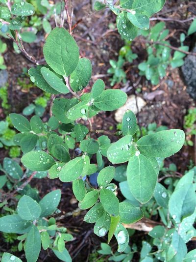 Vaccinium deliciosum, photographed by Maddie Edmonds