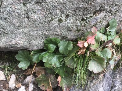 Geum peckii, photographed by Alan Weakley