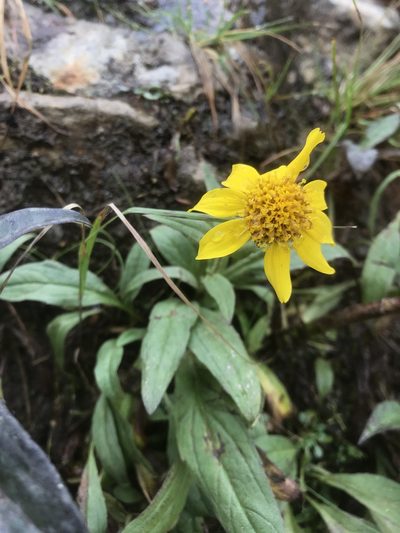 Arnica lanceolata, photographed by Alan Weakley