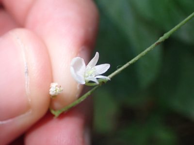 Hylodesmum pauciflorum, photographed by Yann Kemper