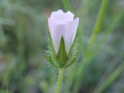 Malva setigera, photographed by Julien Renoult