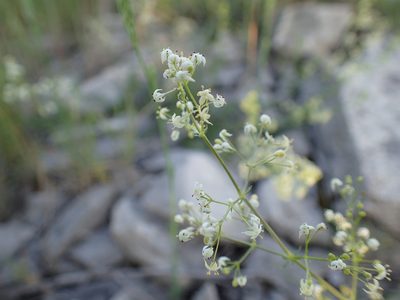 Galium lucidum, photographed by Julien Renoult