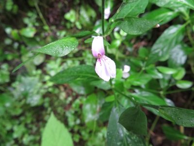Dicliptera japonica, photographed by Marco Mussita