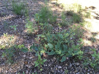 Mirabilis oxybaphoides, photographed by Cecelia Alexander