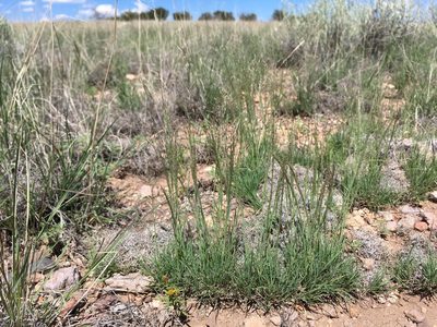 Muhlenbergia torreyi, photographed by Cecelia Alexander