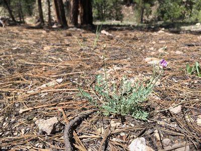 Astragalus gilensis, photographed by Cecelia Alexander
