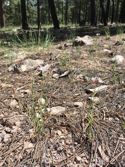 Allium rhizomatum, photographed by Cecelia Alexander