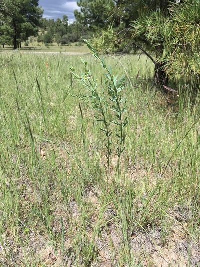 Euphorbia chamaesula, photographed by Cecelia Alexander