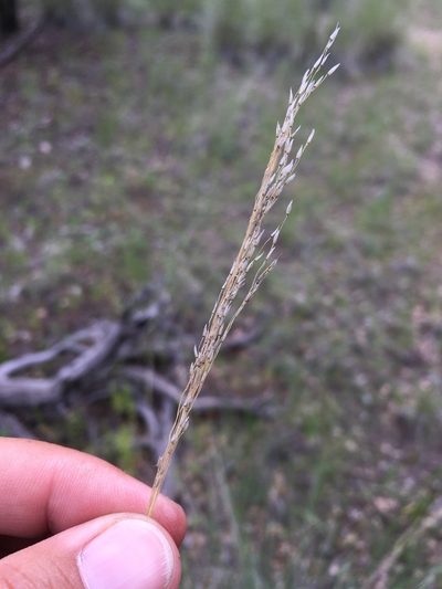 Muhlenbergia dubia, photographed by Cecelia Alexander