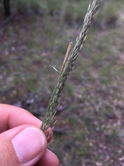 Muhlenbergia dubia, photographed by Cecelia Alexander