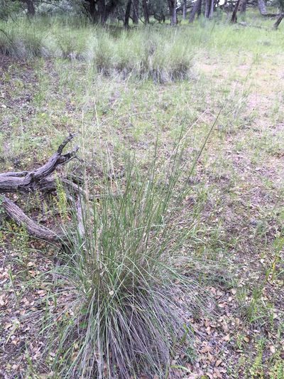 Muhlenbergia dubia, photographed by Cecelia Alexander