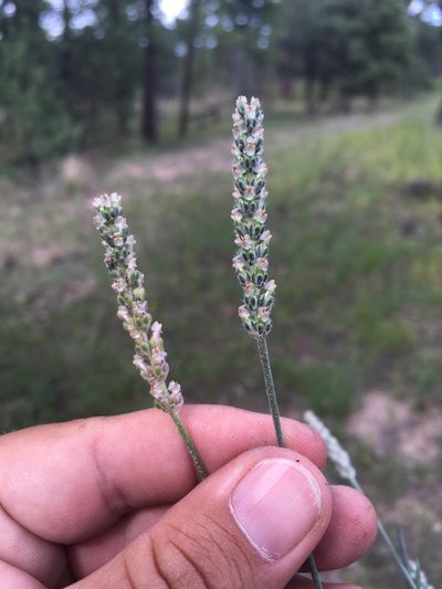Plantago argyrea, photographed by Cecelia Alexander