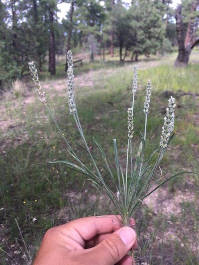 Plantago argyrea, photographed by Cecelia Alexander