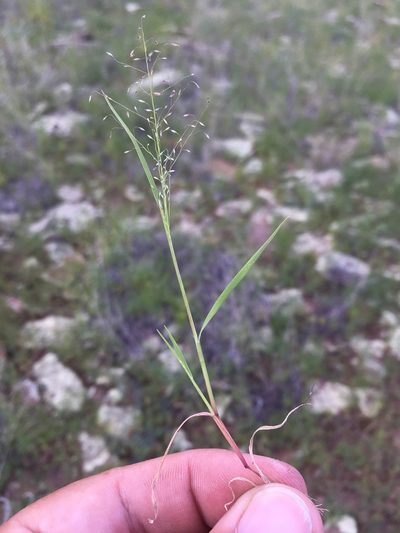 Muhlenbergia sinuosa, photographed by Cecelia Alexander