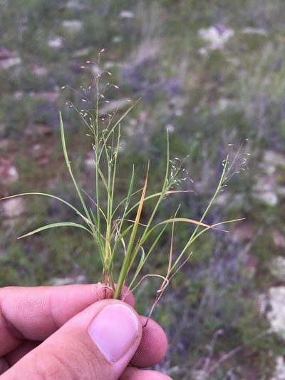 Muhlenbergia sinuosa, photographed by Cecelia Alexander