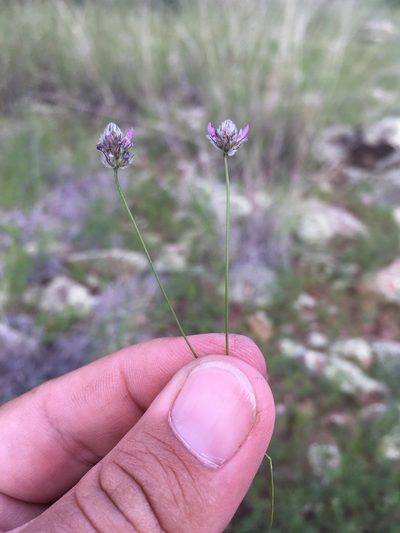 Dalea filiformis, photographed by Cecelia Alexander