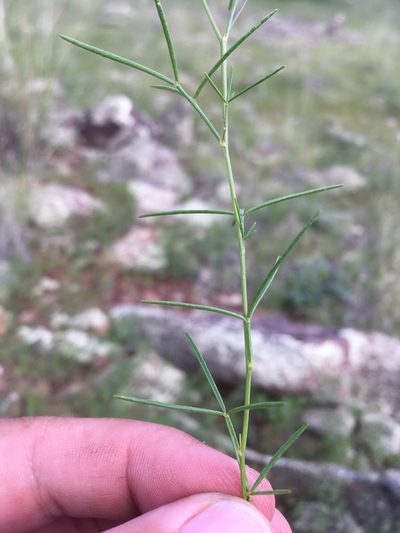 Dalea filiformis, photographed by Cecelia Alexander