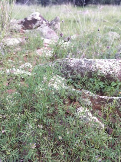 Dalea filiformis, photographed by Cecelia Alexander