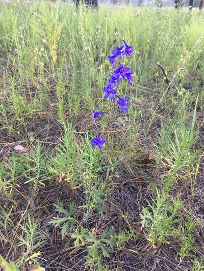 Delphinium scopulorum, photographed by Cecelia Alexander