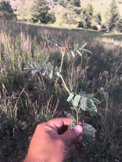 Desmanthus cooleyi, photographed by Cecelia Alexander