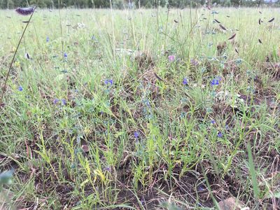 Salvia subincisa, photographed by Cecelia Alexander