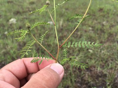 Dalea urceolata, photographed by Cecelia Alexander