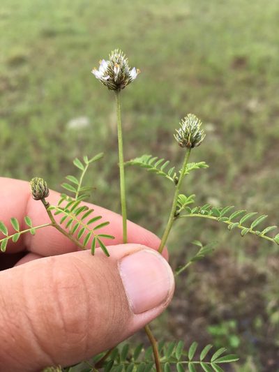 Dalea urceolata, photographed by Cecelia Alexander