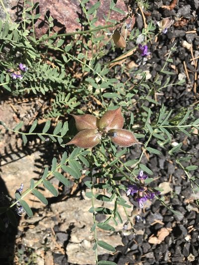 Astragalus gruinus, photographed by Lizette