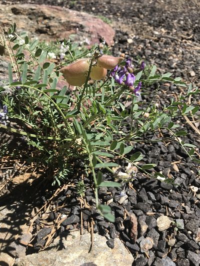 Astragalus gruinus, photographed by Lizette