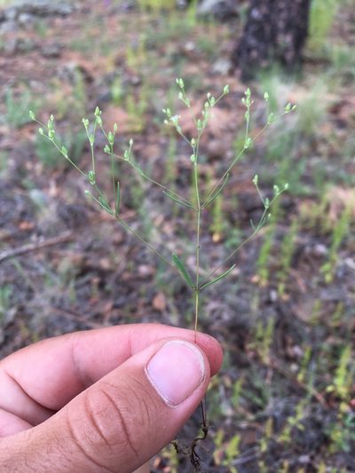 Drymaria leptophylla, photographed by Cecelia Alexander