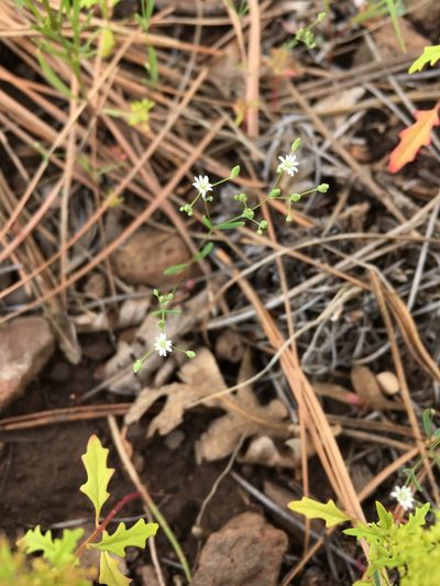 Drymaria leptophylla, photographed by Cecelia Alexander