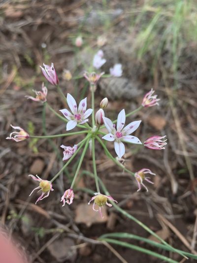 Allium rhizomatum, photographed by Cecelia Alexander