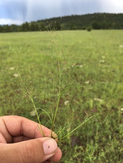 Muhlenbergia minutissima, photographed by Cecelia Alexander