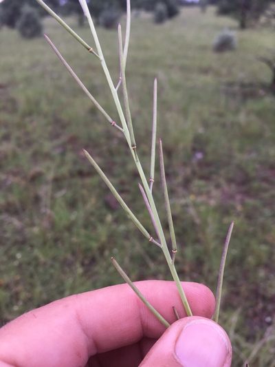 Pennellia micrantha, photographed by Cecelia Alexander