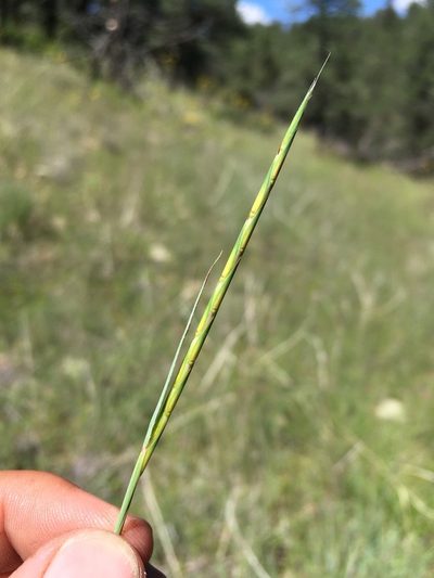 Andropogon cirratus, photographed by Cecelia Alexander