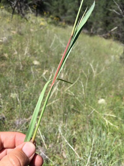 Andropogon cirratus, photographed by Cecelia Alexander