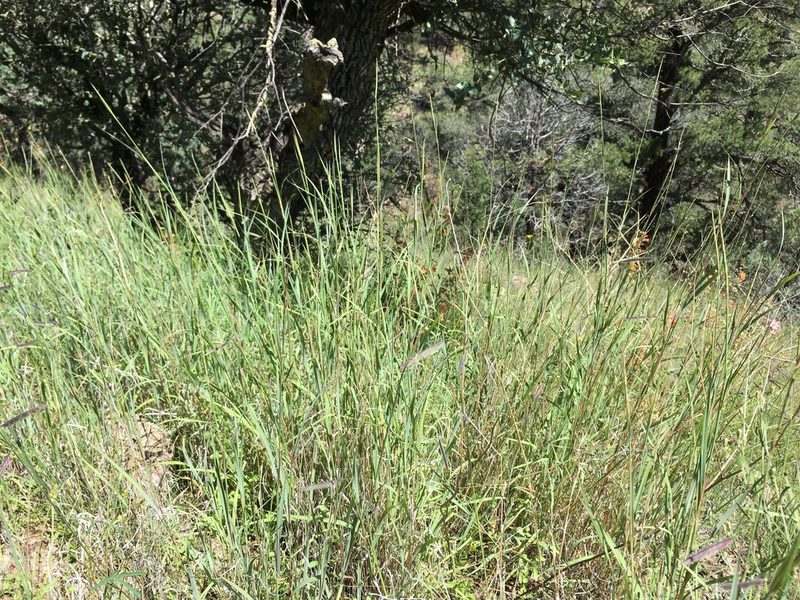 Andropogon cirratus, photographed by Cecelia Alexander