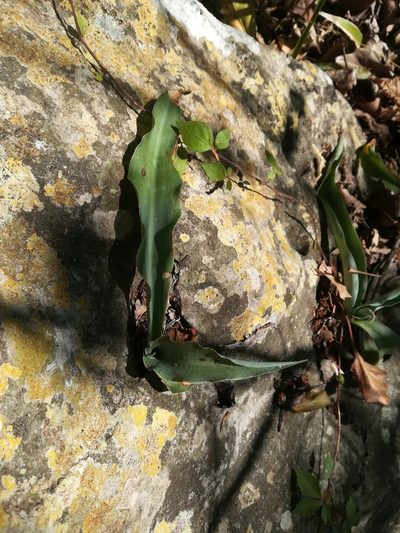 Agave variegata, photographed by Francisco Martínez González