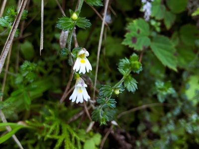 Euphrasia transmorrisonensis, photographed by Cheng-Tao Lin
