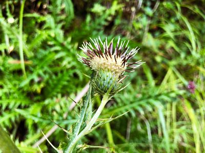 Cirsium arisanense, photographed by Cheng-Tao Lin