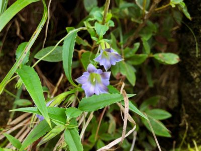Tripterospermum lanceolatum, photographed by Cheng-Tao Lin