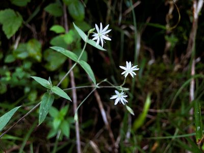 Stellaria vestita, photographed by Cheng-Tao Lin