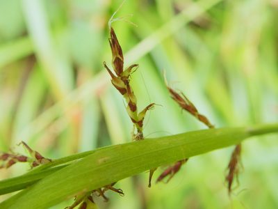 Carex filicina, photographed by Cheng-Tao Lin