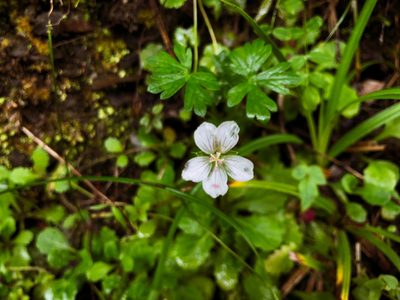 Geranium suzukii, photographed by Cheng-Tao Lin
