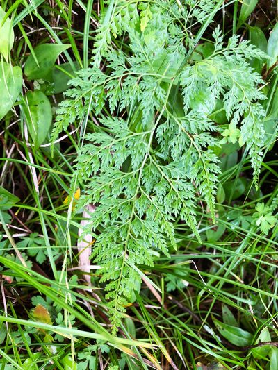Onychium lucidum, photographed by Cheng-Tao Lin