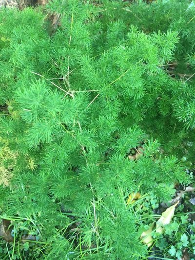 Asparagus umbellatus, photographed by Jenny Christianson
